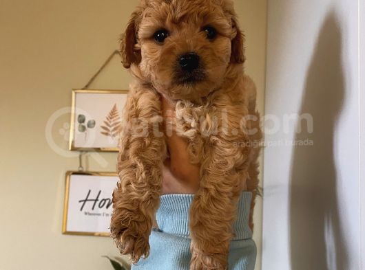 Apricot Renginde Dişi-Erkek Toypoodle Bebişlerimiz görsel
