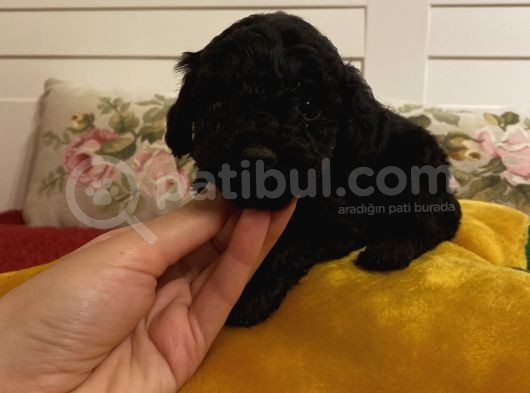 Safkan Silver-Siyah Poodle Bebeklerimiz görsel
