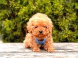 Safkan Poodle Yavrular