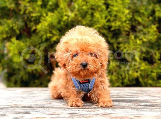 Safkan Poodle Yavrular görsel