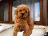 Apricot Renginde Dişi-Erkek Toypoodle Bebişlerimiz