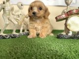 Malti̇poo Tüy Dökmez Orjinal Garantili Saf Gerçek