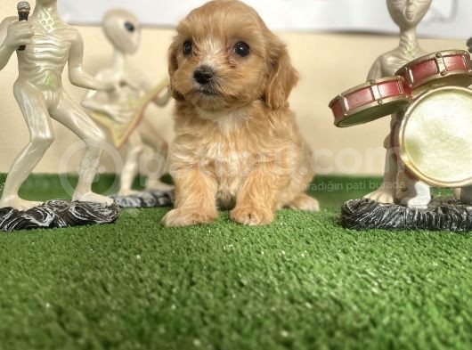 Malti̇poo Tüy Dökmez Orjinal Garantili Saf Gerçek görsel