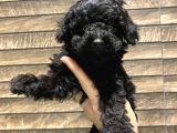 Safkan Silver-Siyah Poodle Bebeklerimiz