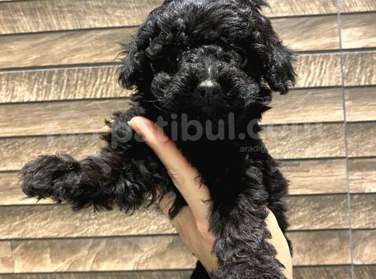 Safkan Silver-Siyah Poodle Bebeklerimiz görsel