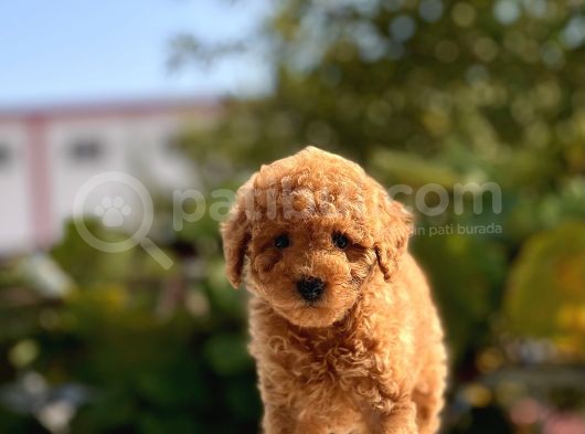 Sevimli Toy Poodle Yavrular görsel