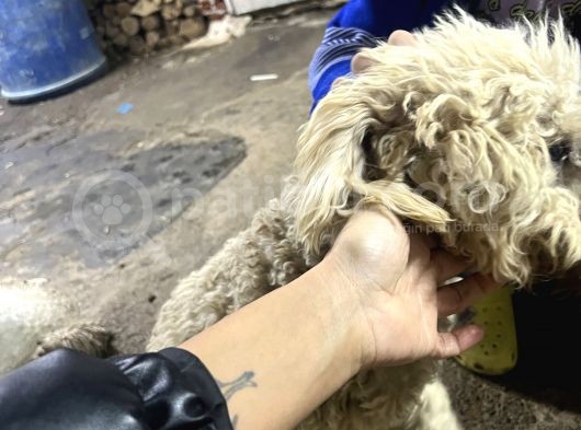 Şehir Değişikliği Sebebiyle Toy &Quot; Köpeğimiz Acil Satılık