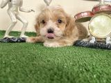 Malti̇poo Tüy Dökmez Orjinal Garantili Saf Gerçek