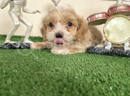 Malti̇poo Tüy Dökmez Orjinal Garantili Saf Gerçek görsel