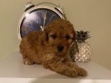 Apricot Renginde Dişi-Erkek Toypoodle Bebişlerimiz