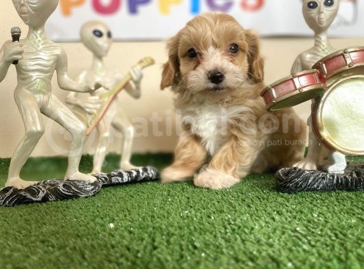Malti̇poo Tüy Dökmez Orjinal Garantili Saf Gerçek
