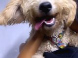 Şehir Değişikliği Sebebiyle Toy &Quot; Köpeğimiz Acil Satılık