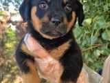 Yavru Rottweiler