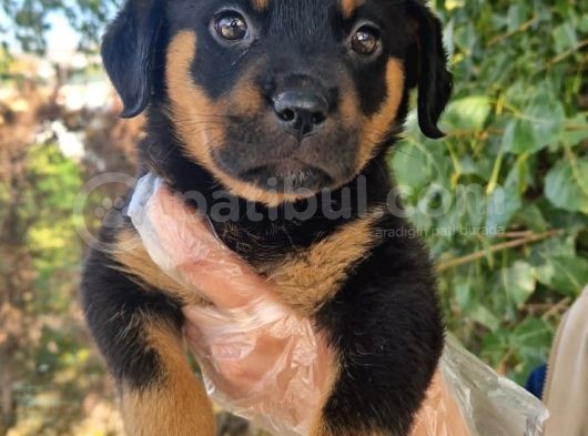 Yavru Rottweiler görsel