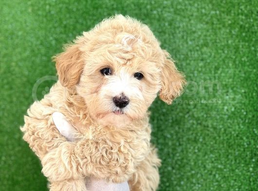 Mi̇ni̇ Boy Malti̇poo Yavrular görsel