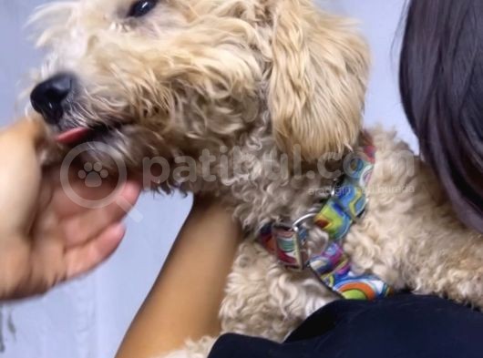 Şehir Değişikliği Sebebiyle Toy &Quot; Köpeğimiz Acil Satılık görsel