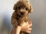 Apricot Renginde Dişi-Erkek Toypoodle Bebişlerimiz