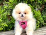 Safkan Pomeranian Boo Yavrularımız