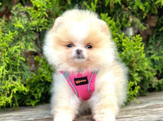 Safkan Pomeranian Boo Yavrularımız görsel