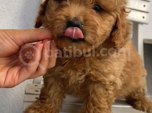 Apricot Renginde Dişi-Erkek Toypoodle Bebişlerimiz