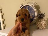 Apricot Renginde Dişi-Erkek Toypoodle Bebişlerimiz