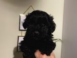 Safkan Silver-Siyah Poodle Bebeklerimiz