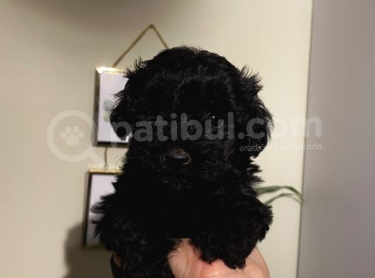 Safkan Silver-Siyah Poodle Bebeklerimiz görsel