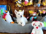 Bembeyaz Si̇bi̇rya Kurdu Husky A Kali̇te Bebekler