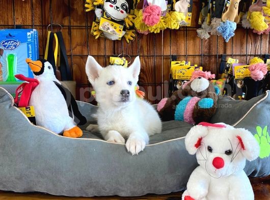 Bembeyaz Si̇bi̇rya Kurdu Husky A Kali̇te Bebekler görsel