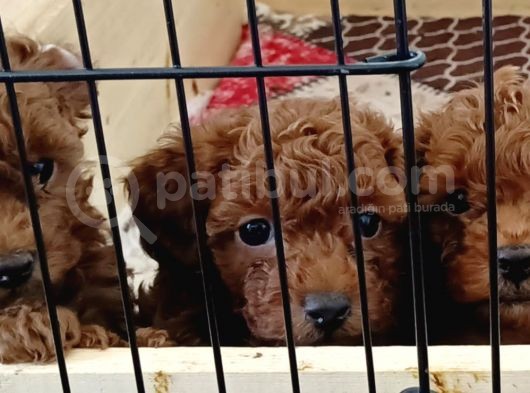 A Scr Toy Poodle Bebekleri̇mi̇z görsel