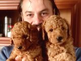 Red Toy Poodle Yavrulari