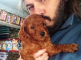 Red Toy Poodle Yavrulari