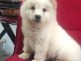 Kari̇zma Chow Chow Çi̇n Aslani