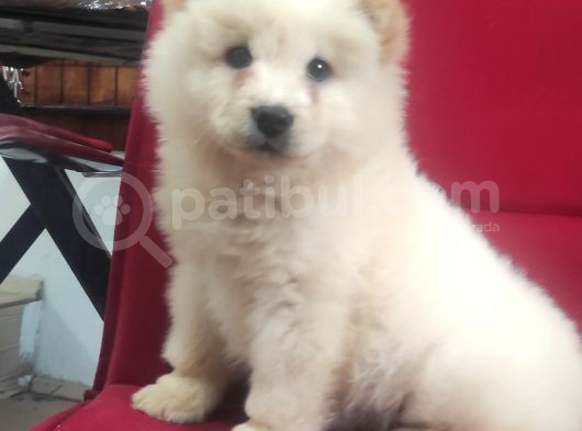 Kari̇zma Chow Chow Çi̇n Aslani