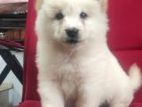 Kari̇zma Chow Chow Çi̇n Aslani