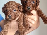 A Scr Toy Poodle Bebekleri̇mi̇z