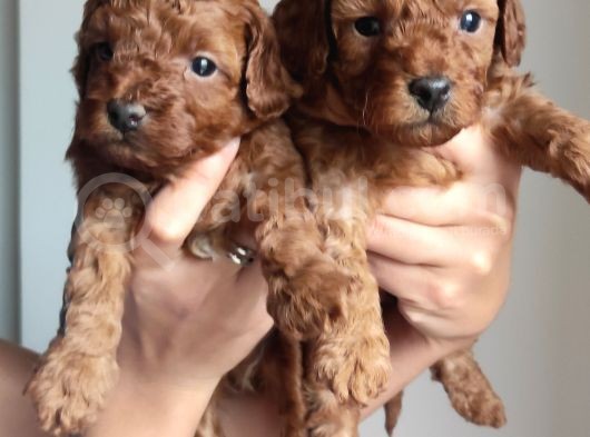 A Scr Toy Poodle Bebekleri̇mi̇z görsel
