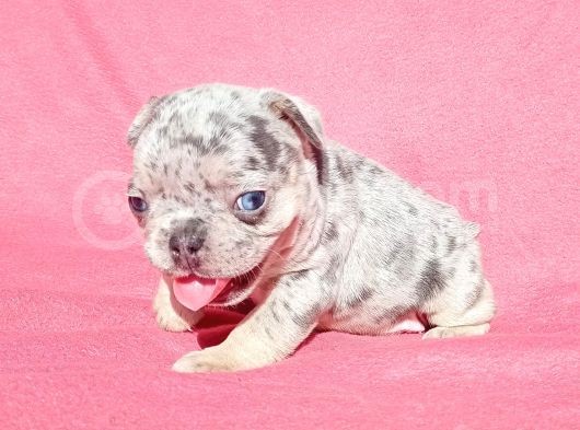 Exotic French Bulldog