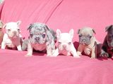 Exotic French Bulldog