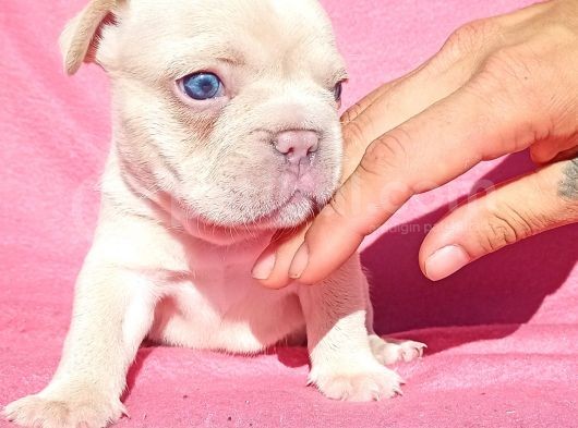 Exotic French Bulldog görsel