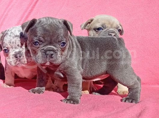 Exotic French Bulldog görsel