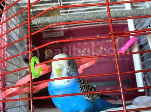 Ödüllü İstanbul Yeni Havalimanında Kayıp Muhabbet Kuşu görsel