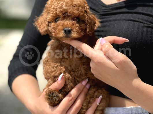 Safkan Toy Poodle Bebekler görsel
