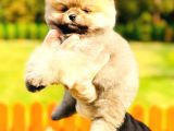 En Güzel Pomerani̇an Boo Bebekler