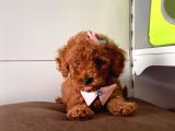 Safkan Di̇şi̇ Ve Erkek Poodle Yavrular