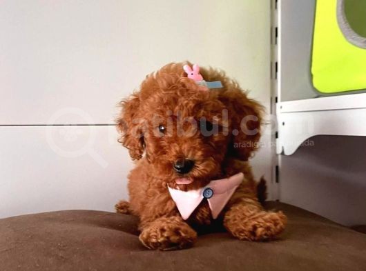 Safkan Di̇şi̇ Ve Erkek Poodle Yavrular görsel