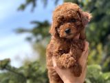Safkan Toy Poodle Bebekler