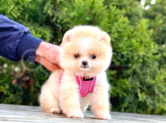 Ayıcık Surat Boo Pomeranian Yavrular görsel