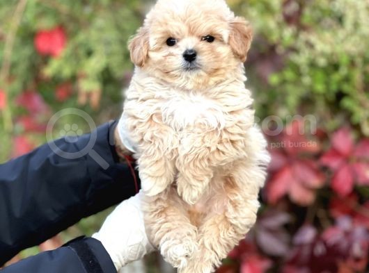 Show Kalite Maltipoo Bebekler görsel