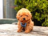 Toy Poodle Mini Boy Yavrular